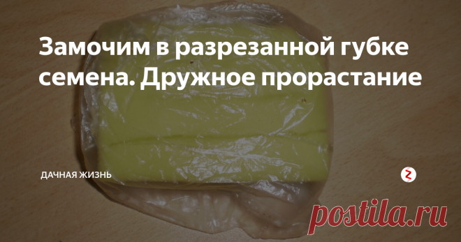 Замочим в разрезанной губке семена. Дружное прорастание Недавно я узнала о новом способе замачивания семян разных сортов. Данный способ покорил мое сердце сразу. Мне он показался очень удобным. Кто-то привык замачивать семена в тряпочках, но с появлением разных предметов быта стало больше возможностей придумать новые способы для прорастания семенного материала. Как можно замочить семена различных сортов?