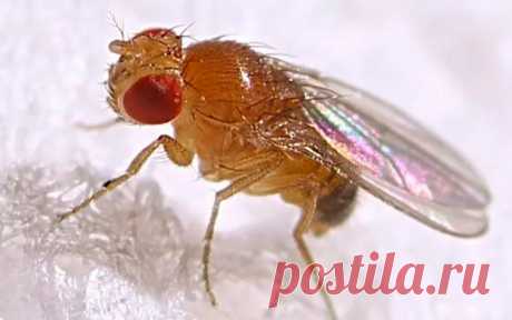 Как избавиться от мушек-дрозофил: простые способы – Барановичи. Наш край. Главные новости Барановичей и района. Расписание автобусов и поездов. Районная газета