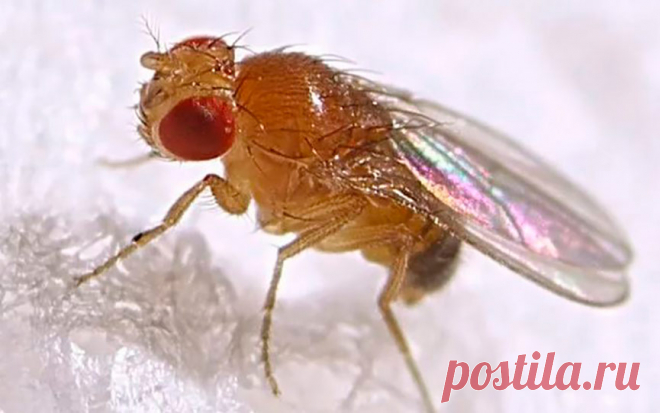 Как избавиться от мушек-дрозофил: простые способы – Барановичи. Наш край. Главные новости Барановичей и района. Расписание автобусов и поездов. Районная газета