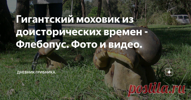 Гигантский моховик из доисторических времен - Флебопус. Фото и видео. Китайцы выращивают искусственно и выдают за боровики.