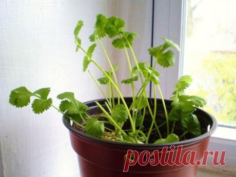 8 овощей, которые можно с лёгкостью выращивать дома
