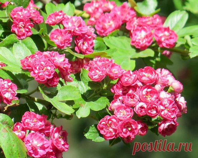 Я люблю ✿ ЦВЕТЫ ✿ | I ♥ Flowers