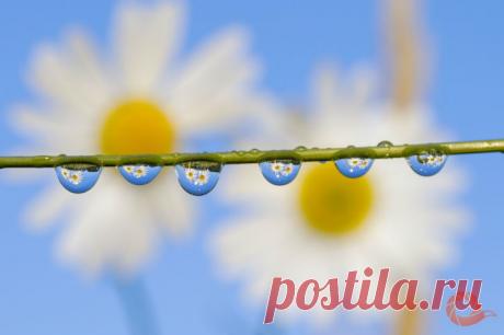 Уникальные фотографии дикой природы