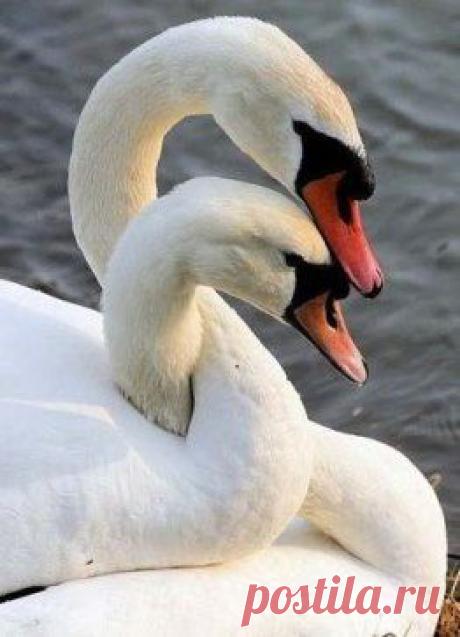 О, эта нежность! Насколько она могущественней, чем сила!
Шарлотта Бронте