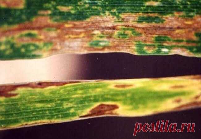 Грибковые болезни гладиолусов, описание с фото, лечение — AgroFlora.ru