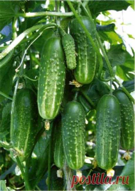 Если переросли огурцы, есть замечательный рецепт, по которому их можно замариновать на зиму 
Делаются эти огурцы в горчичной заливке.Нам понадобитсяОгурцы 1,5 кгмасло подсол. АРОМАТНОЕ 0,5 стуксус 9% 0,5 стсоль 1,5 ст.лсахар 0,5 стперец черный молотый 1-2 ч.л (по вкусу)чеснок 1 головка(должн…