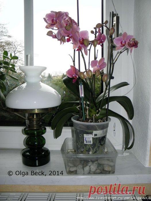 Почему у орхидеи вянут цветы и бутоны. Проблемы цветения.