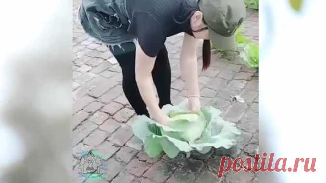 Огороды бывают разные: что делать, если мало земли, а кушать хочется свое:)
