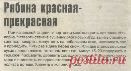 Рябина красная при начальной стадии гипертонии