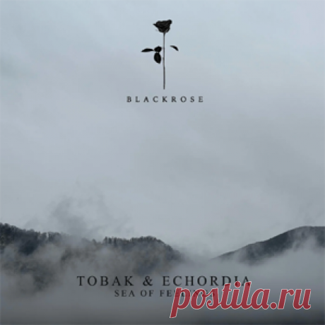 TOBAK, Echordia - Sea Of Feelings | 4DJsonline.com