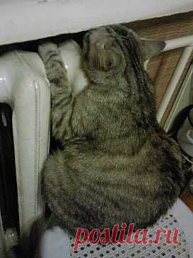 Слава ЖКХ, отопление включили!