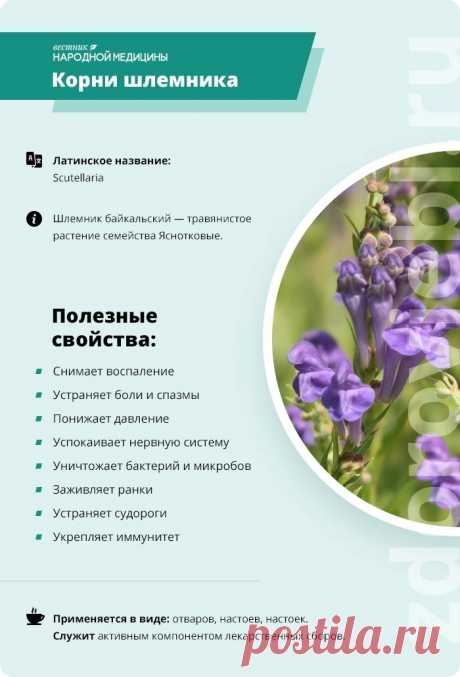Корни шлемника