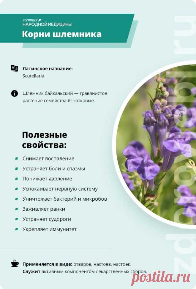 Корни шлемника