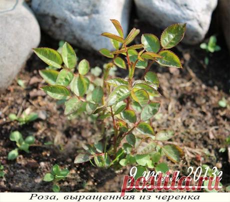 Размножение роз черенками и отводками