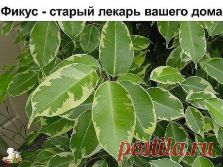 Фикус - старый лекарь вашего дома
Этому растению приписывают такие магические силы: плодовитость, защита, мудрость, медитация.
Фикус также поглощает отрицательные эмоции, помогает решать затянувшиеся жизненные проблемы, очищает атмосферу дома от тревог и переживаний, и в нем становится легче дышать, в этом его можно сравнить с пылесосом.
Существует поверье: «Если в семье нет детей, а супруги очень хотят их иметь, то надо обязательно завести фикус».
Фикус в доме — к счастью.
Фикус может помо
