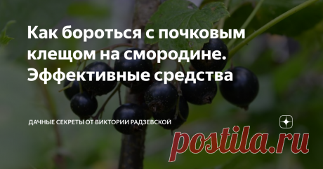 Как бороться с почковым клещом на смородине. Эффективные средства Почковый клещ является довольно опасным вредителем для смородины, поскольку именно он переносит опасное вирусное заболевание — махровость. Расскажу подробнее, как бороться с почковым клещом на смородине.