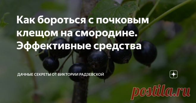 Как бороться с почковым клещом на смородине. Эффективные средства Почковый клещ является довольно опасным вредителем для смородины, поскольку именно он переносит опасное вирусное заболевание — махровость. Расскажу подробнее, как бороться с почковым клещом на смородине.