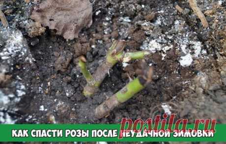 Как спасти розы после неудачной зимовки
Неопытные садоводы на первых порах сталкиваются с целым рядом проблем, связанных с выращиванием роз. Особенно много разочарований случается весной, когда они снимают укрытия с кустов и обнаруживают своих любимцев в весьма плачевном состоянии. Но опускать руки не стоит – нужно попытаться реанимировать розы после неудачной зимовки. Если предпринять оперативные меры, можно спасти растения и избежать их гибели.
Причиной гибели роз нередко становится вымерзан