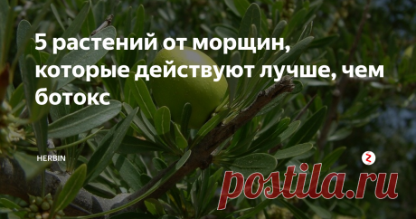 5 растений от морщин, которые действуют лучше, чем ботокс Почему натуральные масла и экстракты лучше?
Главное преимущество - в продолжительности эффекта. Чем дольше Вы пользуетесь натуральной косметикой, тем дольше сохранится эффект. В отличие от ботокса. Минус в том, что эффект накопительный и одной процедурой тут не отделаешься. Зато ошибка косметолога полностью исключена.