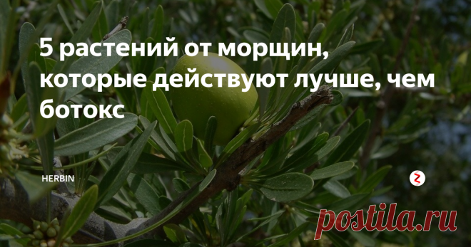 5 растений от морщин, которые действуют лучше, чем ботокс Почему натуральные масла и экстракты лучше?
Главное преимущество - в продолжительности эффекта. Чем дольше Вы пользуетесь натуральной косметикой, тем дольше сохранится эффект. В отличие от ботокса. Минус в том, что эффект накопительный и одной процедурой тут не отделаешься. Зато ошибка косметолога полностью исключена.