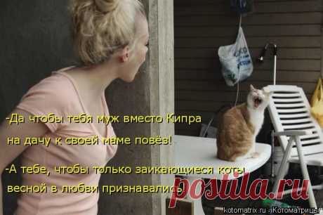 Свежие факты о котах плюс котоматрица