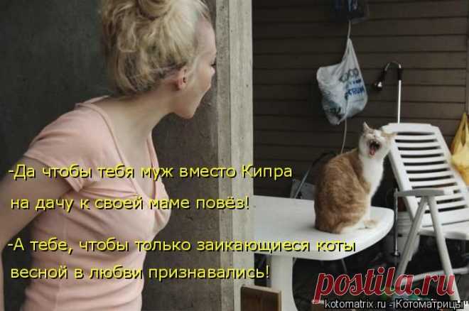 Свежие факты о котах плюс котоматрица