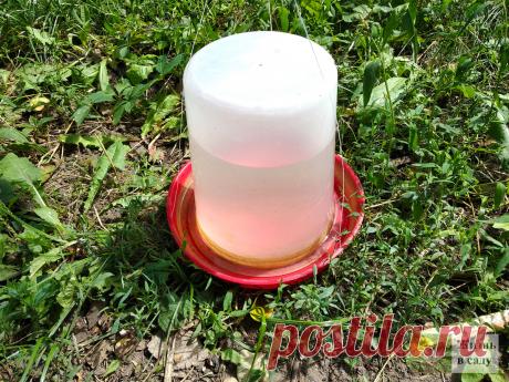 Благодаря АСД мы отказались от ветеринаров. Примеры с результатами | Жизнь в саду | Яндекс Дзен