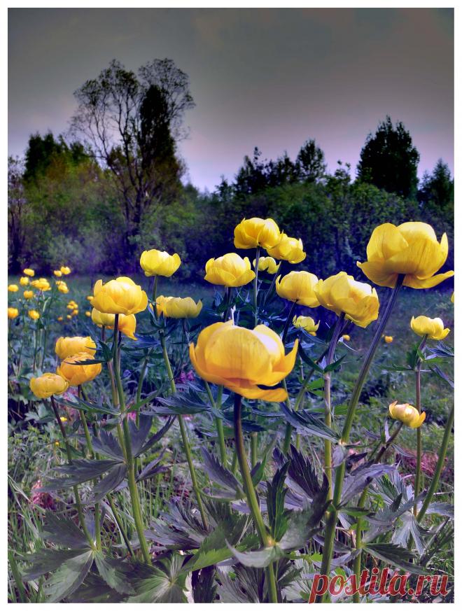 Жёлтые цветы