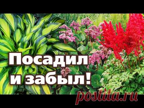 ТОП 5 САМЫХ НЕПРИХОТЛИВЫХ МНОГОЛЕТНИКОВ.  Проверено на Урале!