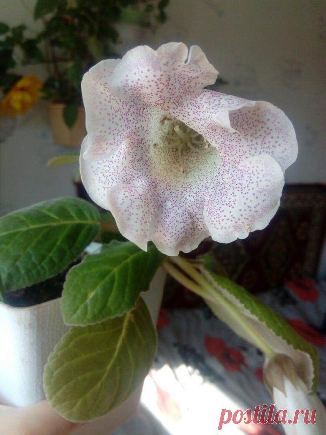 Я люблю ✿ ЦВЕТЫ ✿ | I ♥ Flowers