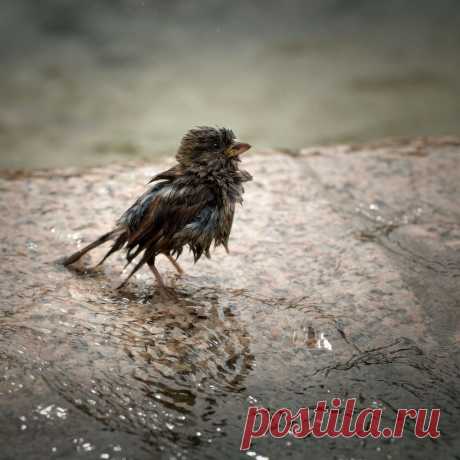 35PHOTO - Sergey Migunov - последний самурай