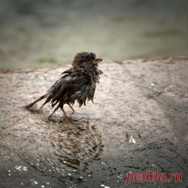 35PHOTO - Sergey Migunov - последний самурай