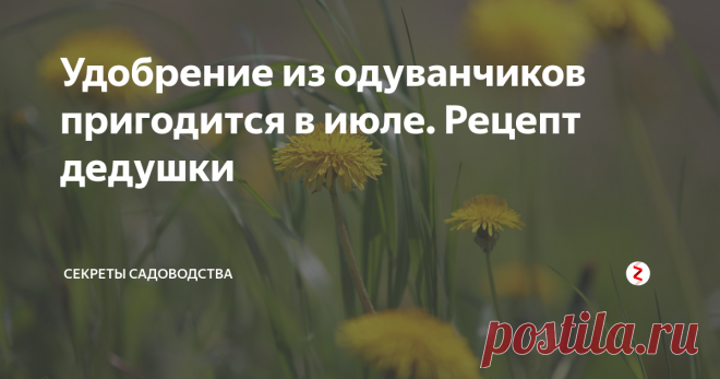 Удобрение из одуванчиков пригодится в июле. Рецепт дедушки  Мой дедушка никогда не выбрасывал одуванчики после прополки на даче, а бережливо собирал их! И даже выкапывал за забором, чтобы сделать практически бесплатное и эффективное удобрение