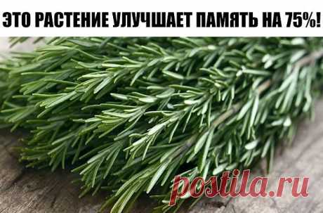 ЭТО РАСТЕНИЕ УЛУЧШАЕТ ПАМЯТЬ НА 75%! И даже лечит болезнь Альцгеймера!
Розмарин широко известен как ароматная специя. Его добавляют в мясные блюда, выпечку, а так же используют в аромалампах. Столетия назад Шекспир написал: «Розмарин – д…
