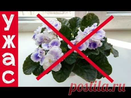 НИКОГДА ТАК НЕ ДЕЛАЙТЕ С ФИАЛКОЙ! ИНАЧЕ БУДЕТ ПОЗДНО