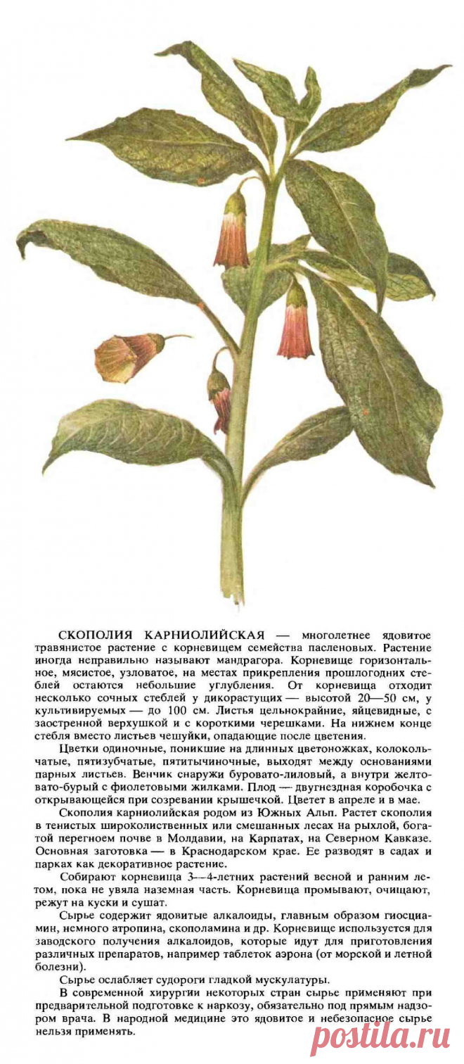 Скополия карниолийская
