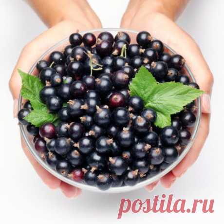 Та еще смородина! Черная и красная требуют разного ухода