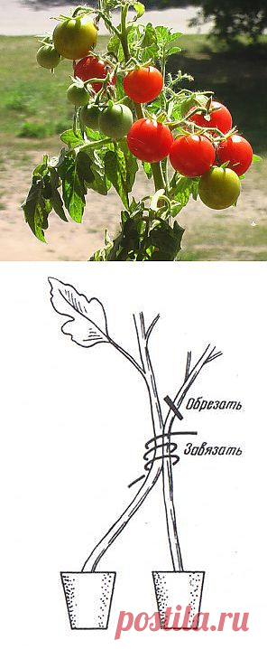 Тайны выращивания помидор.