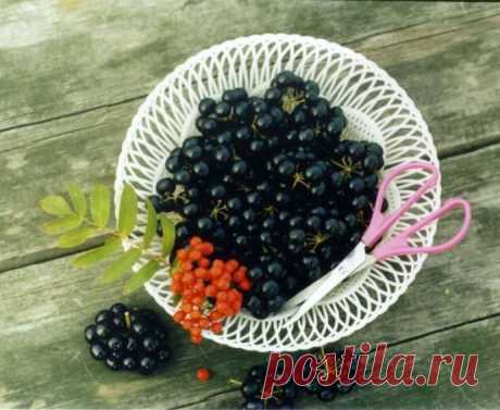 Ягода санберри: описание на официальном сайте, полезные свойства, посадка и размножение, советы по уходу, приготовление, рецепты, противопоказания, фото