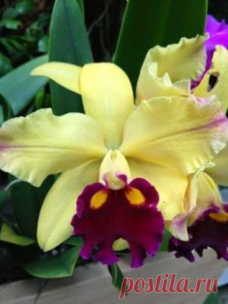 Cultivo de orquÍdeas. La belleza de una flor. Carlos Arcas.