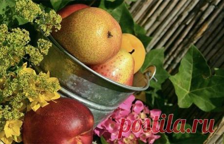 Неизвестные факты о самых разных фруктах