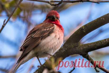 Автор: Анатолий Толмачёв

Чечевица