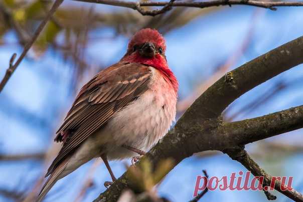 Автор: Анатолий Толмачёв

Чечевица