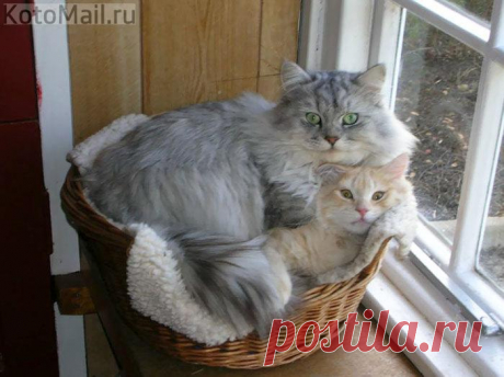 Мамы много не бывает