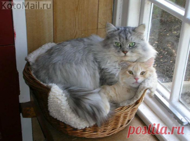 Мамы много не бывает