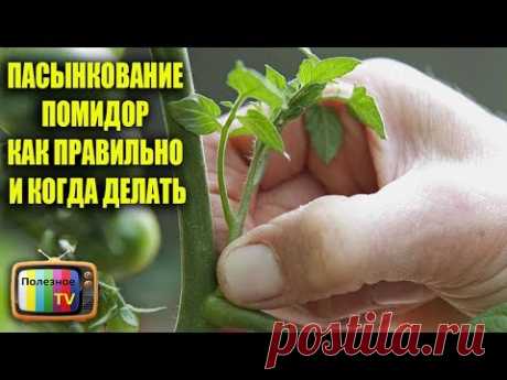 ПАСЫНКОВАНИЕ ПОМИДОР КАК ПРАВИЛЬНО И КОГДА ДЕЛАТЬ
