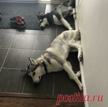Странные пёсики, которые забыли, как ведут себя собаки