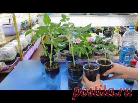(8) 🍅🍅🍅ТОМАТЫ РАСТУТ В 2 РАЗА БЫСТРЕЕ ! БЕШЕНЫЙ РОСТ РАССАДЫ ! - YouTube