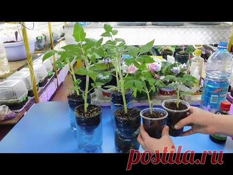 (8) 🍅🍅🍅ТОМАТЫ РАСТУТ В 2 РАЗА БЫСТРЕЕ ! БЕШЕНЫЙ РОСТ РАССАДЫ ! - YouTube