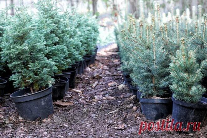 Размножение голубой ели черенкованием
Голубая ель — очень красивое дерево, распространенное в садах нашей страны. Она выдерживает суровую русскую зиму и не требует тщательного ухода, за что и ценится местными садоводами. Выведено множество разновидностей, каждая из которых вырастает до разных размеров, но наиболее популярные варианты — невысокие, ниже 1 м, но с широкой (до 2 м) кроной. Размножение голубой […]
Читай дальше на сайте. Жми подробнее ➡